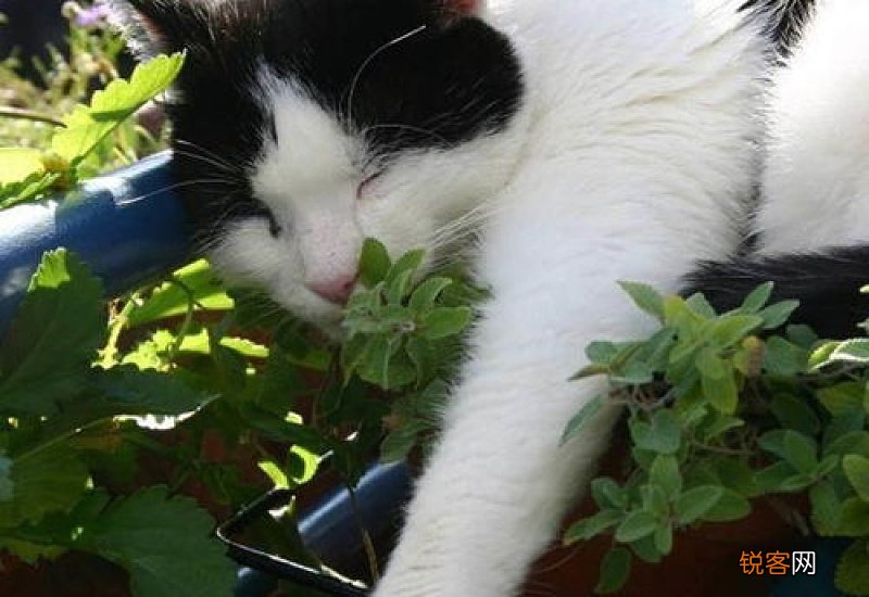 四个月小猫能吃猫薄荷
