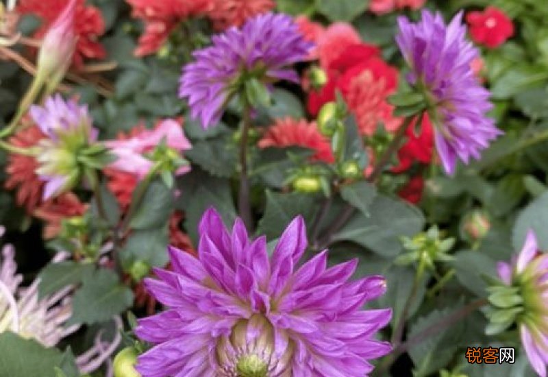 绣球老桩会开花吗