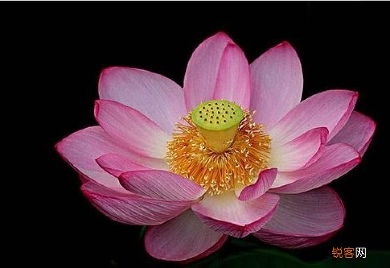 莲花可以养在家里吗