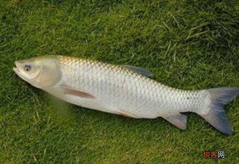 草鱼喜欢什么味道