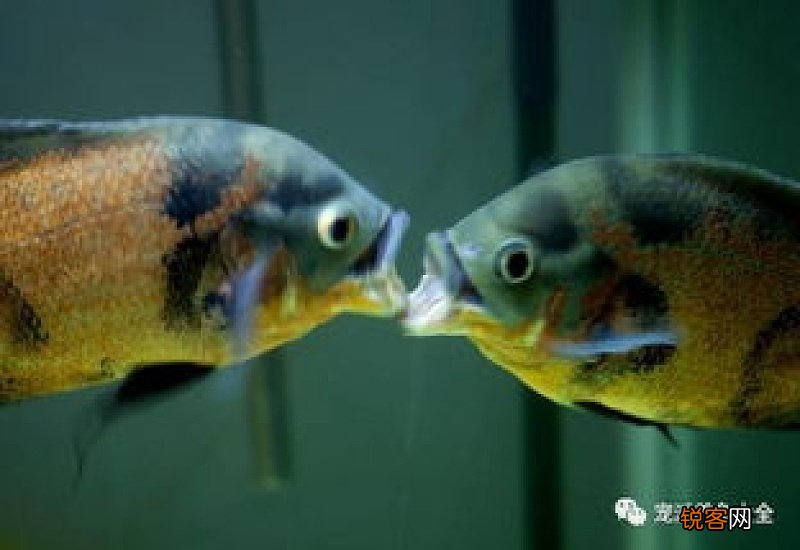 地图鱼打架怎么回事