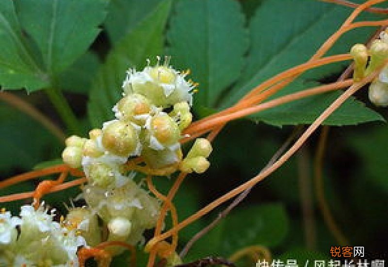 无根草泡水可以长期喝吗