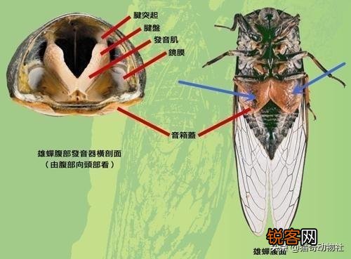 公鸡打鸣的目的是什么？为什么母鸡不打鸣？