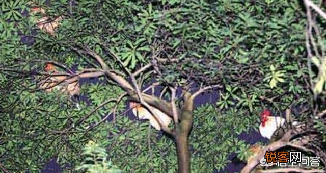 公鸡打鸣的目的是什么？为什么母鸡不打鸣？