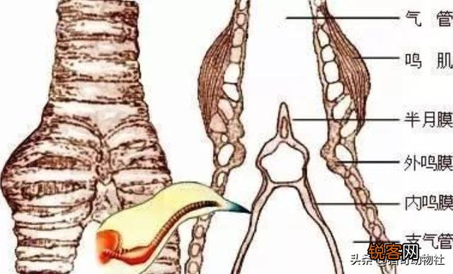 公鸡打鸣的目的是什么？为什么母鸡不打鸣？