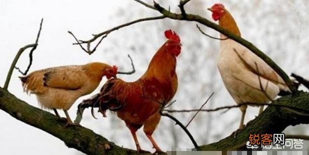 公鸡打鸣的目的是什么？为什么母鸡不打鸣？