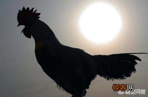 公鸡打鸣的目的是什么？为什么母鸡不打鸣？