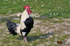 公鸡打鸣的目的是什么？为什么母鸡不打鸣？