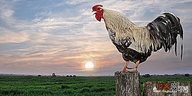 公鸡打鸣的目的是什么？为什么母鸡不打鸣？