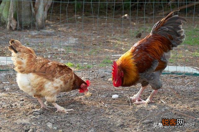 公鸡打鸣的目的是什么？为什么母鸡不打鸣？