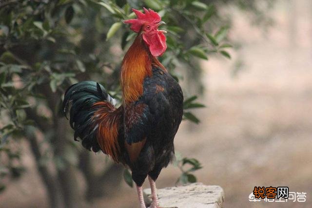 公鸡打鸣的目的是什么？为什么母鸡不打鸣？