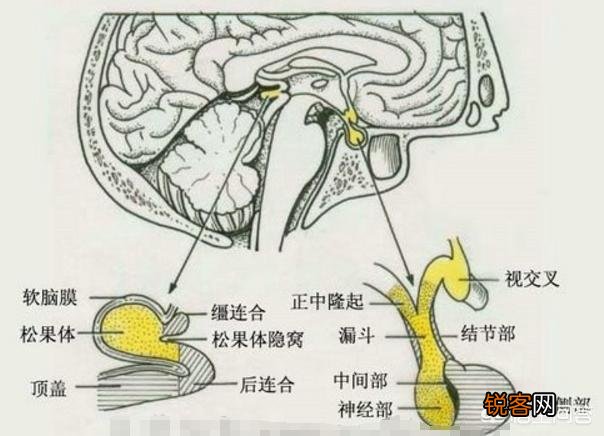 公鸡打鸣的目的是什么？为什么母鸡不打鸣？