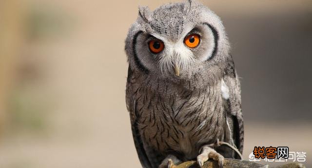 公鸡打鸣的目的是什么？为什么母鸡不打鸣？