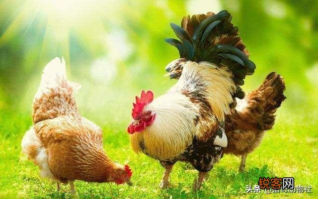 公鸡打鸣的目的是什么？为什么母鸡不打鸣？