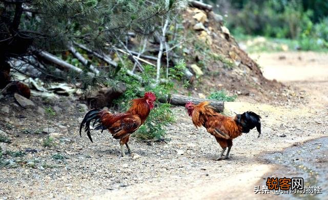 公鸡打鸣的目的是什么？为什么母鸡不打鸣？