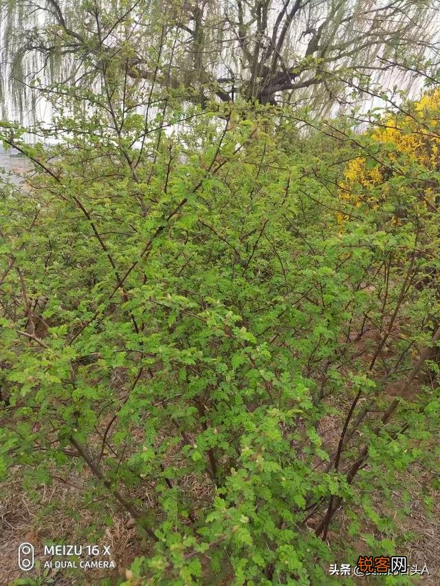 你知道多少关于爱国的中外古诗,名言警句,名人名言？