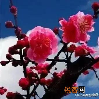 有哪些关于风的诗句?