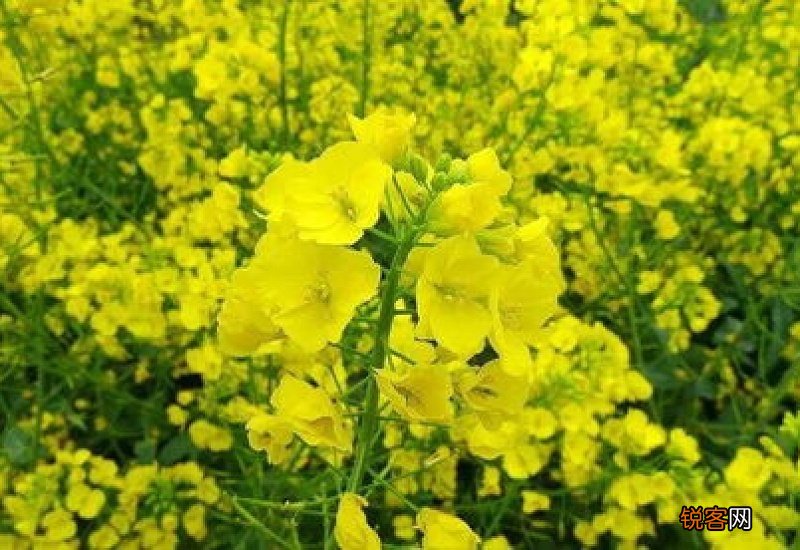 油菜花可以榨油吗