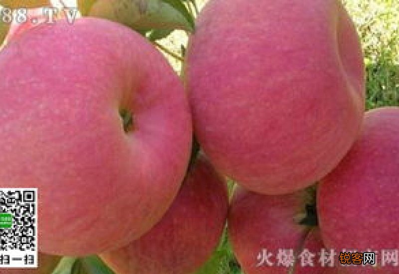 月经期间可以吃苹果吗 经期能吃苹果吗