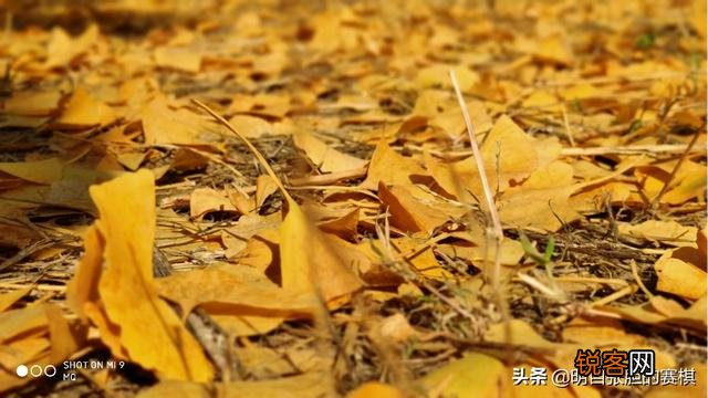 败家媳妇花5499买个小米10pro,值吗？