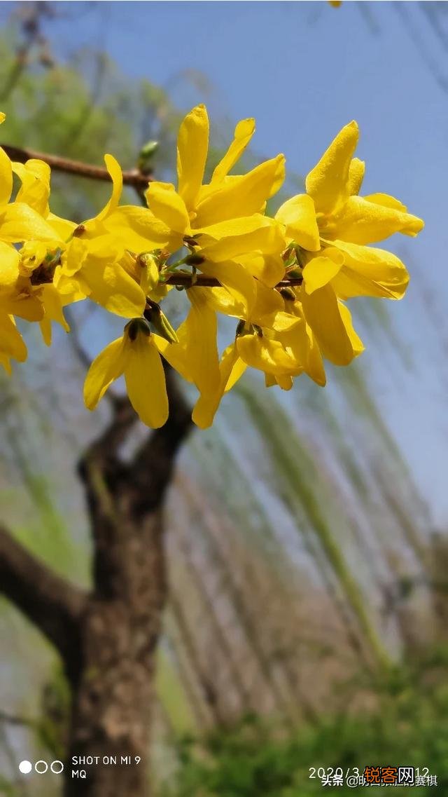 败家媳妇花5499买个小米10pro,值吗？