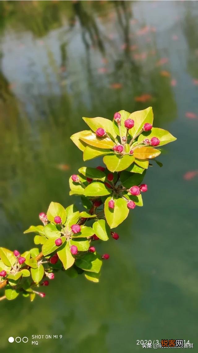 败家媳妇花5499买个小米10pro,值吗？