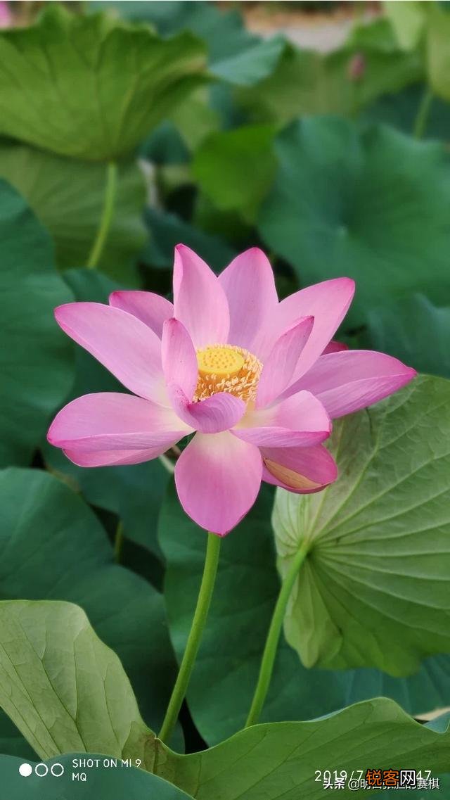 败家媳妇花5499买个小米10pro,值吗？