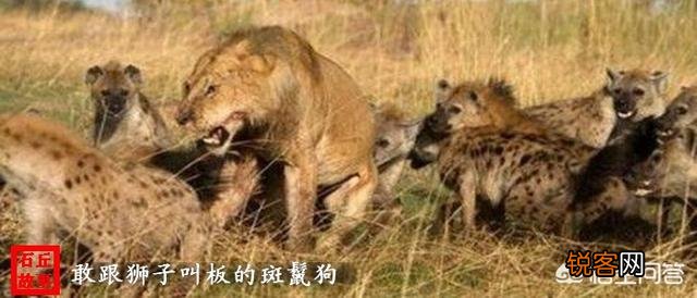人类碰见非洲鬣狗该怎么办?