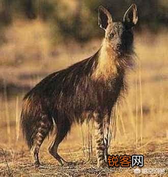 人类碰见非洲鬣狗该怎么办?