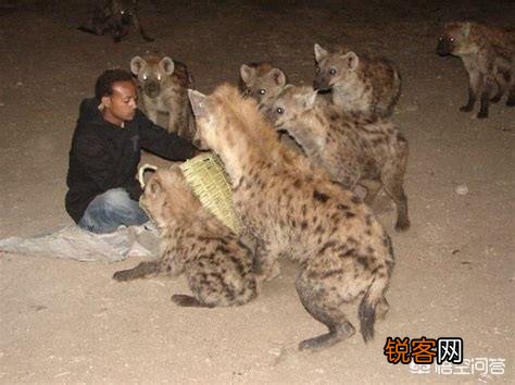 人类碰见非洲鬣狗该怎么办?
