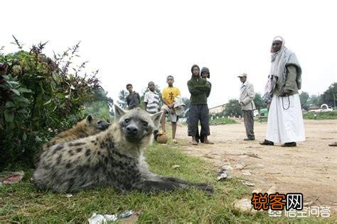 人类碰见非洲鬣狗该怎么办?