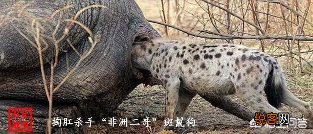 人类碰见非洲鬣狗该怎么办？