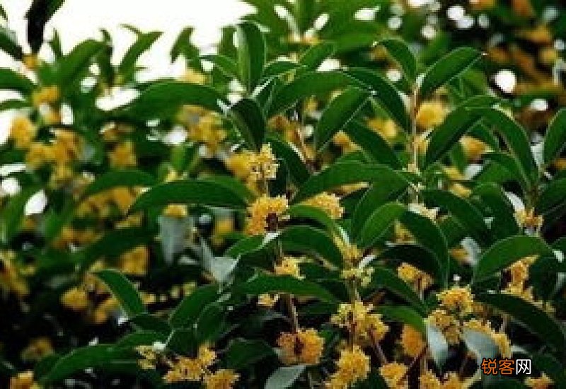 关于桂花树的中考满分作文