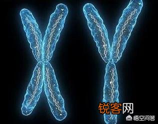 为什么有个程序员老公或者老婆,基本生的都是女儿？