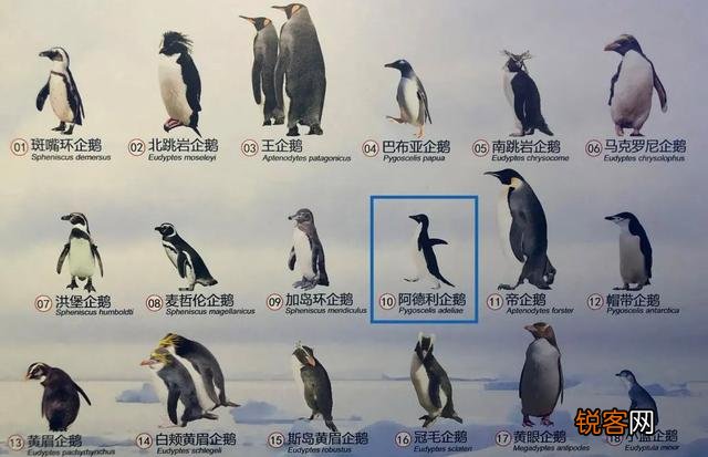 为什么企鹅被称为自然界最腹黑的动物？