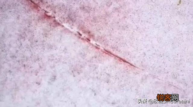 为什么企鹅被称为自然界最腹黑的动物？