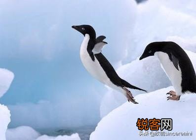 为什么企鹅被称为自然界最腹黑的动物？