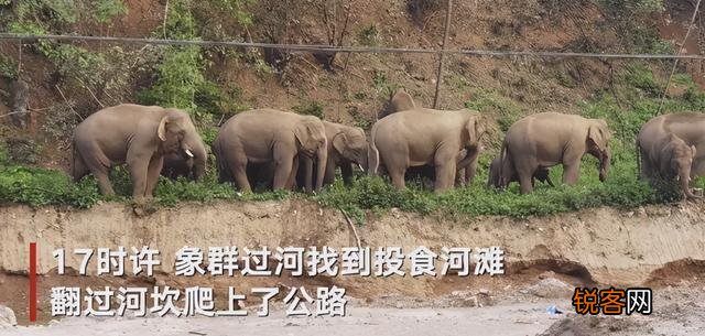 亚洲象向昆明进发引担心：为什么麻醉枪阻止不了这群迷路的大象？