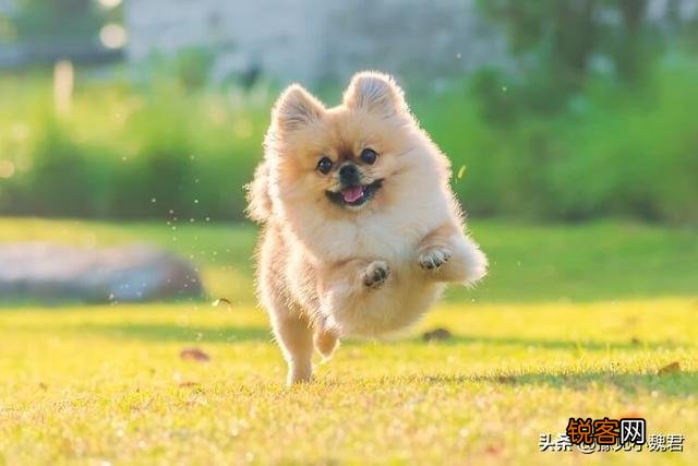 为什么说：购买茶杯犬就是作恶？可爱的茶杯犬为什么不能养？