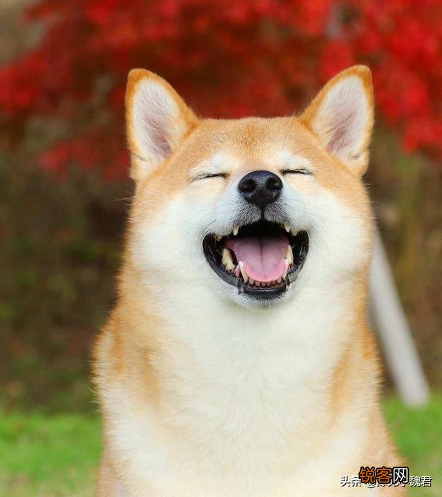 为什么说：购买茶杯犬就是作恶？可爱的茶杯犬为什么不能养？