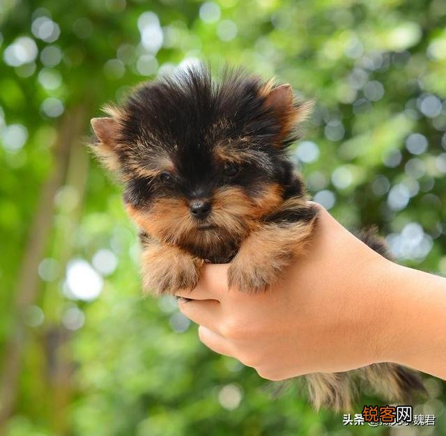 为什么说：购买茶杯犬就是作恶？可爱的茶杯犬为什么不能养？