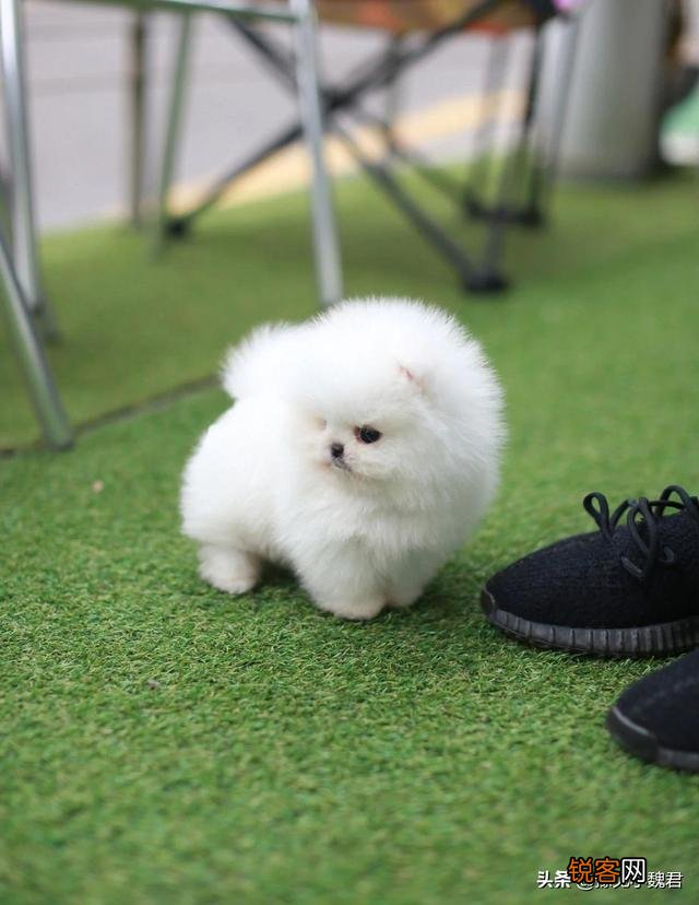 为什么说：购买茶杯犬就是作恶？可爱的茶杯犬为什么不能养？