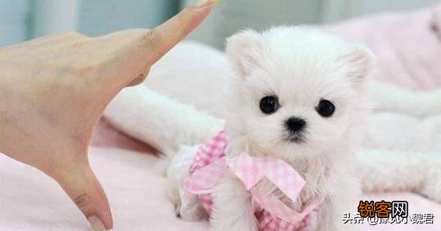 为什么说：购买茶杯犬就是作恶？可爱的茶杯犬为什么不能养？
