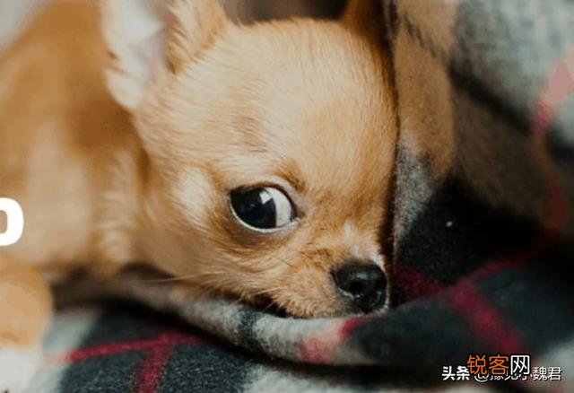 为什么说：购买茶杯犬就是作恶？可爱的茶杯犬为什么不能养？