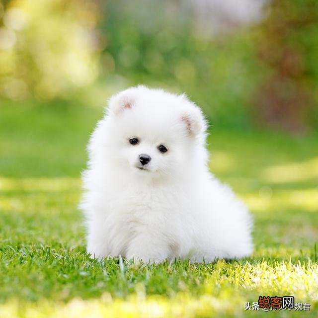 为什么说：购买茶杯犬就是作恶？可爱的茶杯犬为什么不能养？