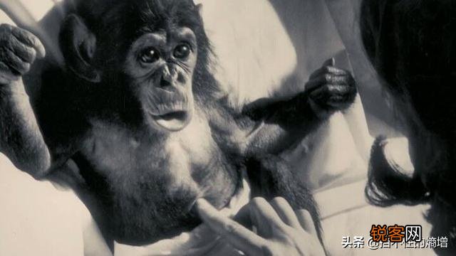 黑猩猩跟人类小孩一块养育,认为自己也是人类,后来它怎样了？