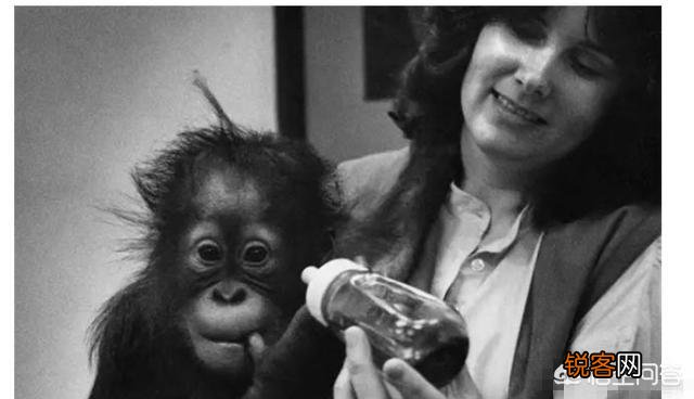 黑猩猩跟人类小孩一块养育,认为自己也是人类,后来它怎样了？