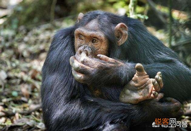 黑猩猩跟人类小孩一块养育,认为自己也是人类,后来它怎样了？