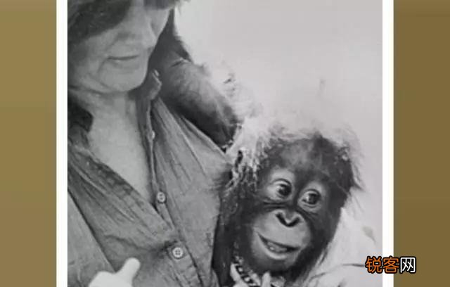 黑猩猩跟人类小孩一块养育,认为自己也是人类,后来它怎样了？