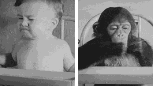 黑猩猩跟人类小孩一块养育,认为自己也是人类,后来它怎样了？